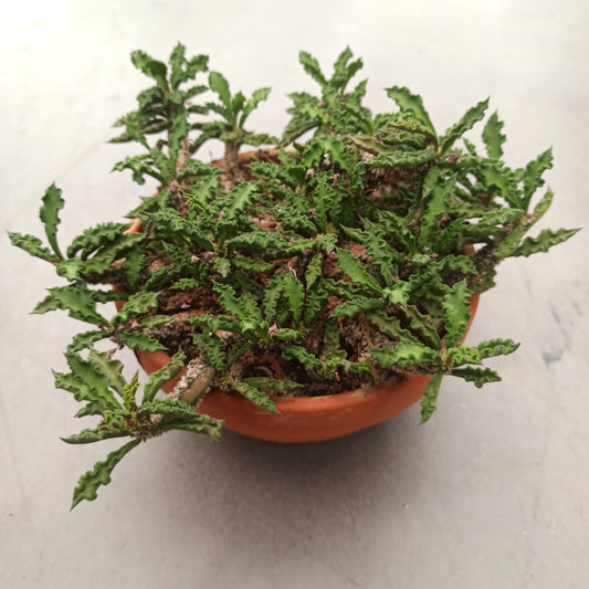 Euphorbia decaryi 'Tarrina'