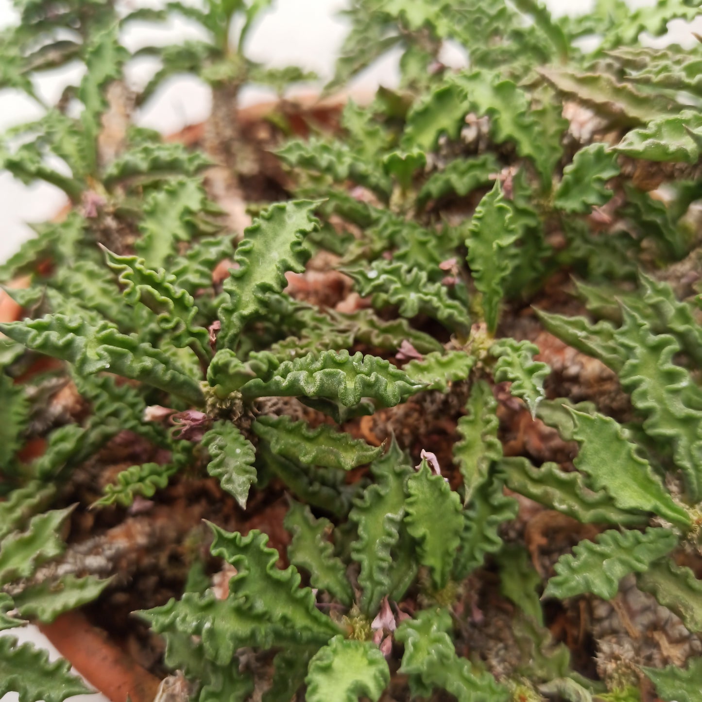 Euphorbia decaryi 'Tarrina'