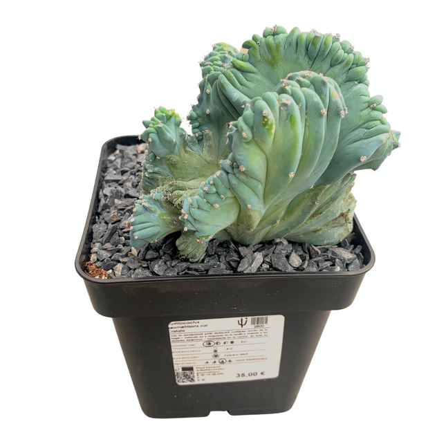 Myrtillocactus geometrizans f. cristata 'M' - DesertSTORE.es