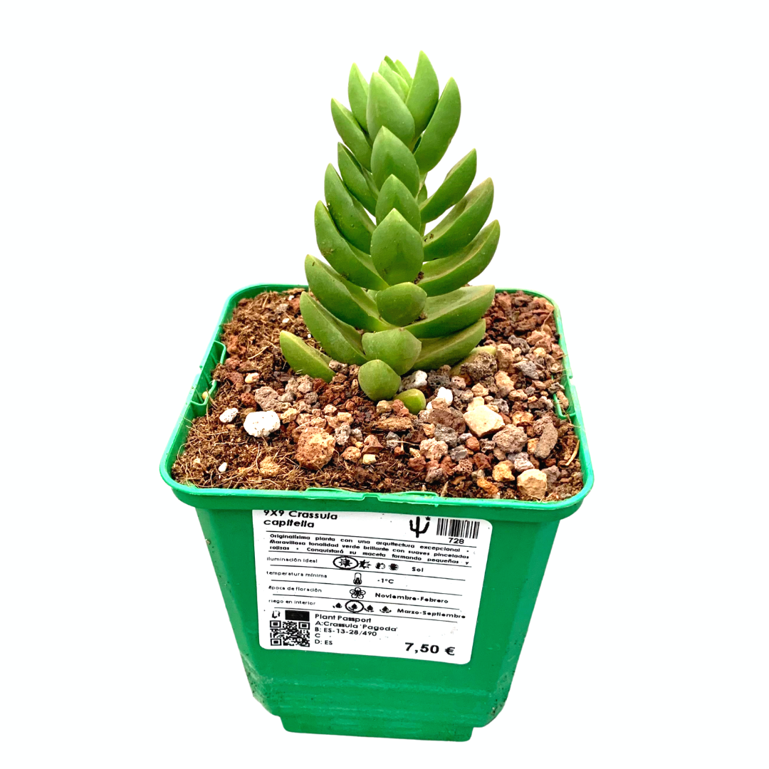 Crassula capitella