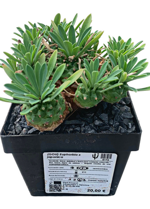 Euphorbia x japonica