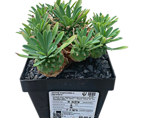japonica succulent Euphorbia x japonica – DesertSTORE.es