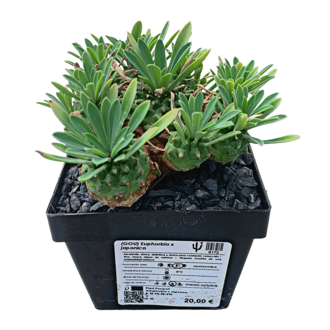 Euphorbia x japonica