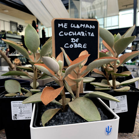 Kalanchoe orygalis