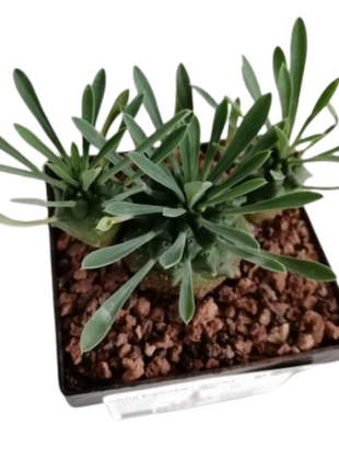 Euphorbia x japonica