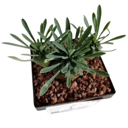 Euphorbia x japonica