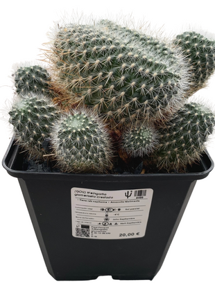 Crested Weingartia glomeriseta