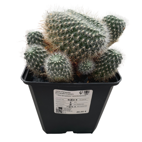 Weingartia glomeriseta mit Haube