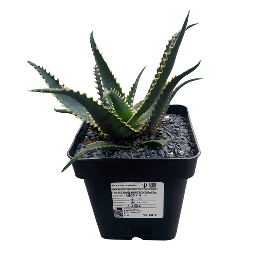 Aloe aculeata “Jurassic Dragon”