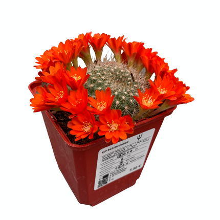 Rebutia fabrisii