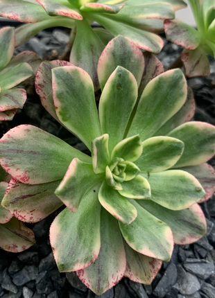 Aeonium Grüner Tee