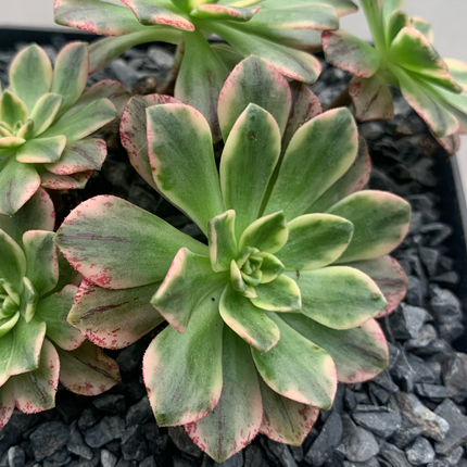 Aeonium Green tea