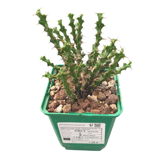 Euphorbia lenewtonii | Euphorbia de cojín