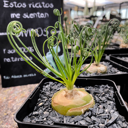 Albuca spiralis