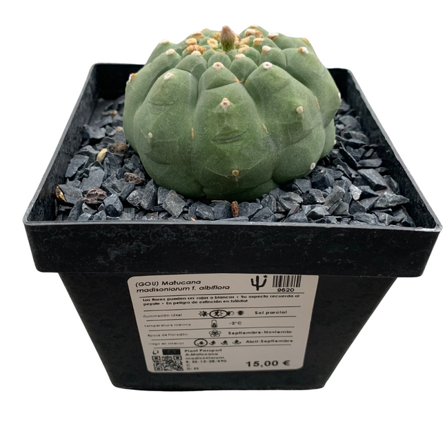 Matucana madisoniorum inermis f. albiflora