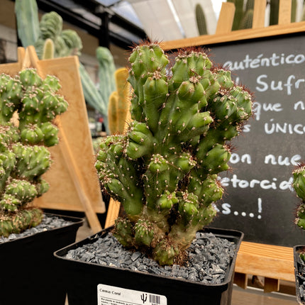 Cereus Coral cristata
