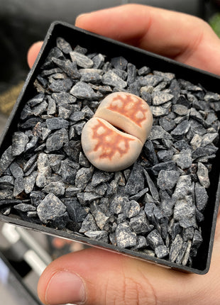 Lithops karasmontana