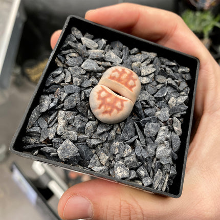 Lithops karasmontana
