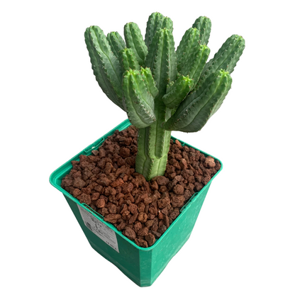 Euphorbia tubiglans