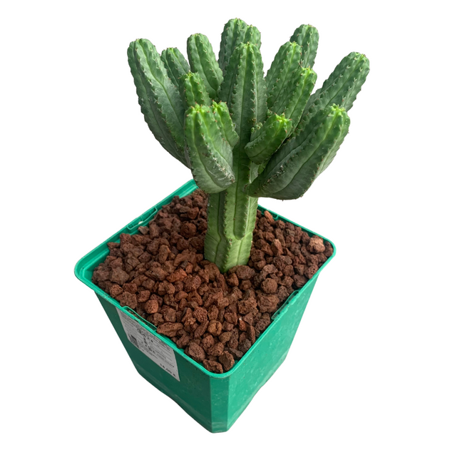 Euphorbia tubiglans