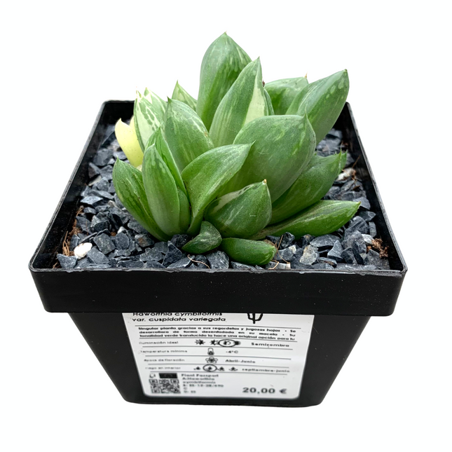 Haworthia 'cuspidata' f. variieren