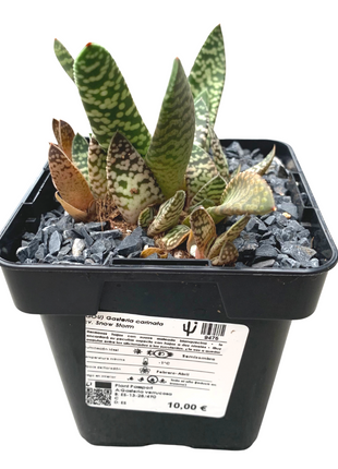 Gasteria carinata cv. Snow Storm