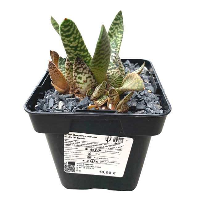 Gasteria carinata cv. Schneesturm