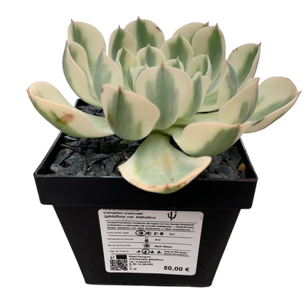 Echeveria 'compton carousel'