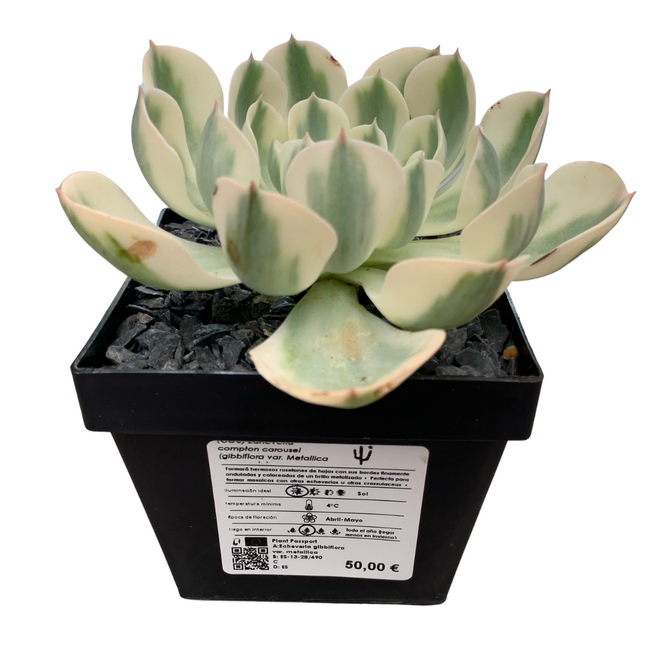 Echeveria 'compton carousel'