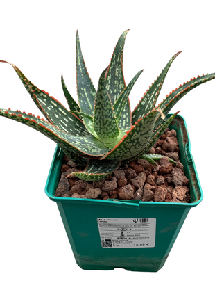Aloe 'Carola'