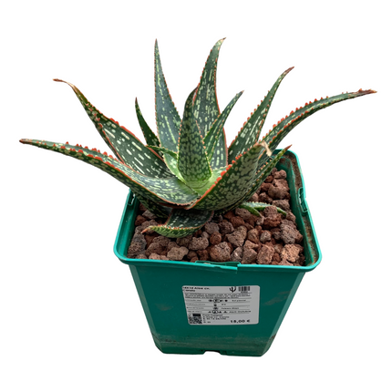 Aloe 'Carola'