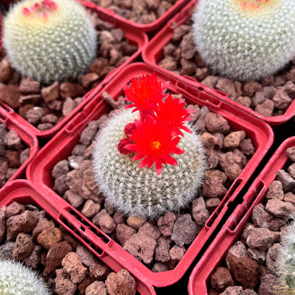 Acanthocephala haselbergii