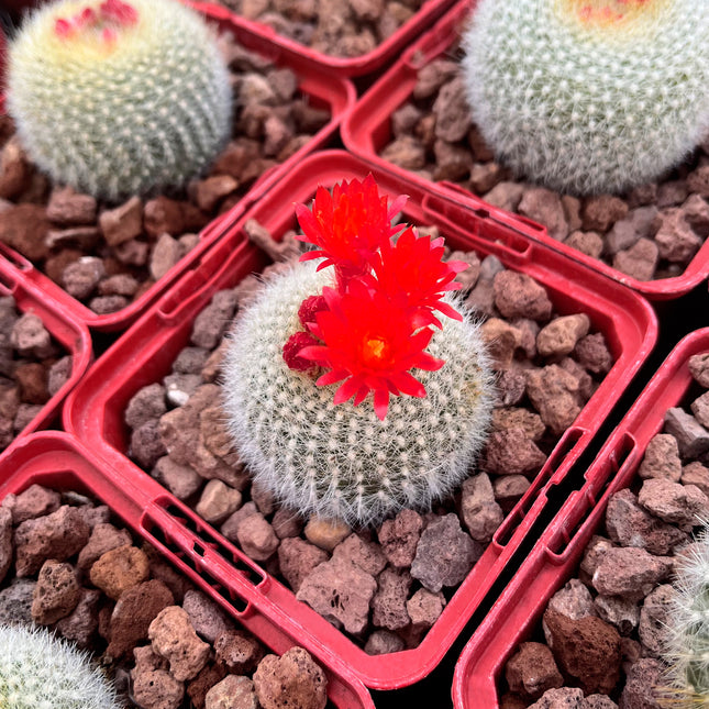 Acanthocephala haselbergii