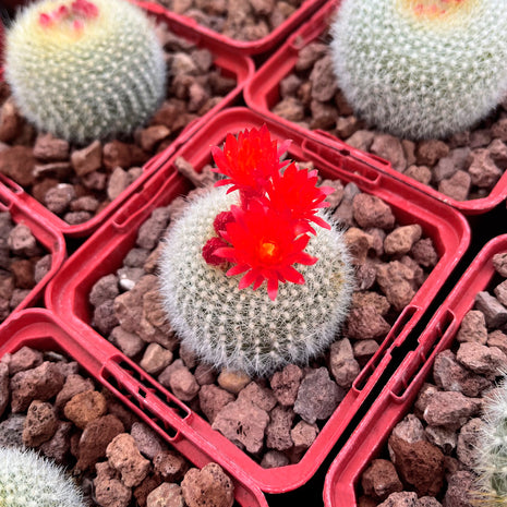 Acanthocephala haselbergii