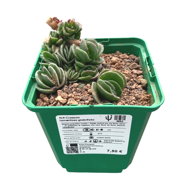 Crassula tomentosa glabrifolia 'S'