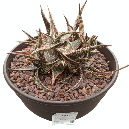 Aloe somaliensis-Hybride 'Tarrina'