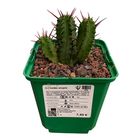 Euphorbia enopla