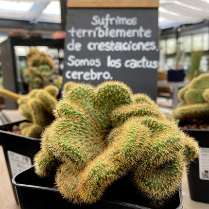 Vatricania guentheri cristata