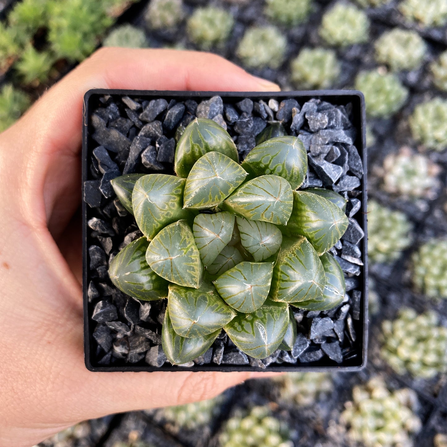 Haworthia cooperi var. pilifera