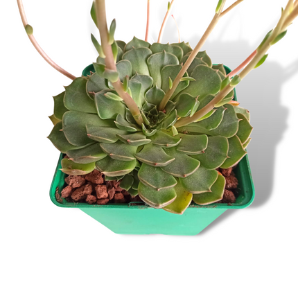 Graptopetalum bellum (Tacitum bellum)