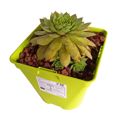 Sempervivum-Goldnugget „S“ und „M“