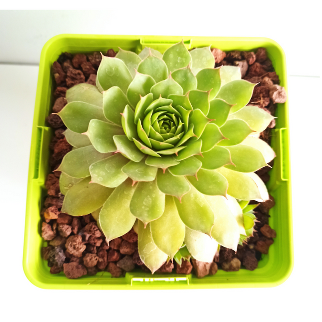 Sempervivum gold nugget 'S' y 'M'