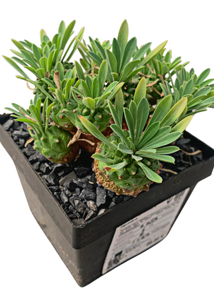 Euphorbia x japonica
