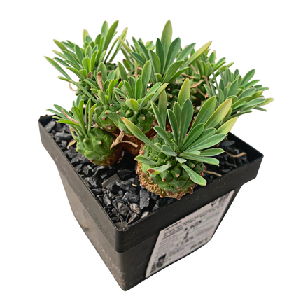 Euphorbia x japonica