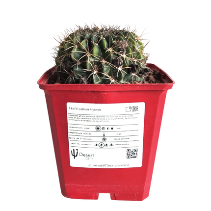 Lobivia-Hybriden „M“