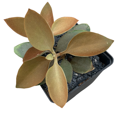 Kalanchoe orygalis