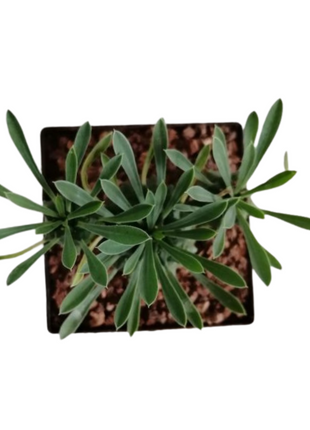 Euphorbia x japonica