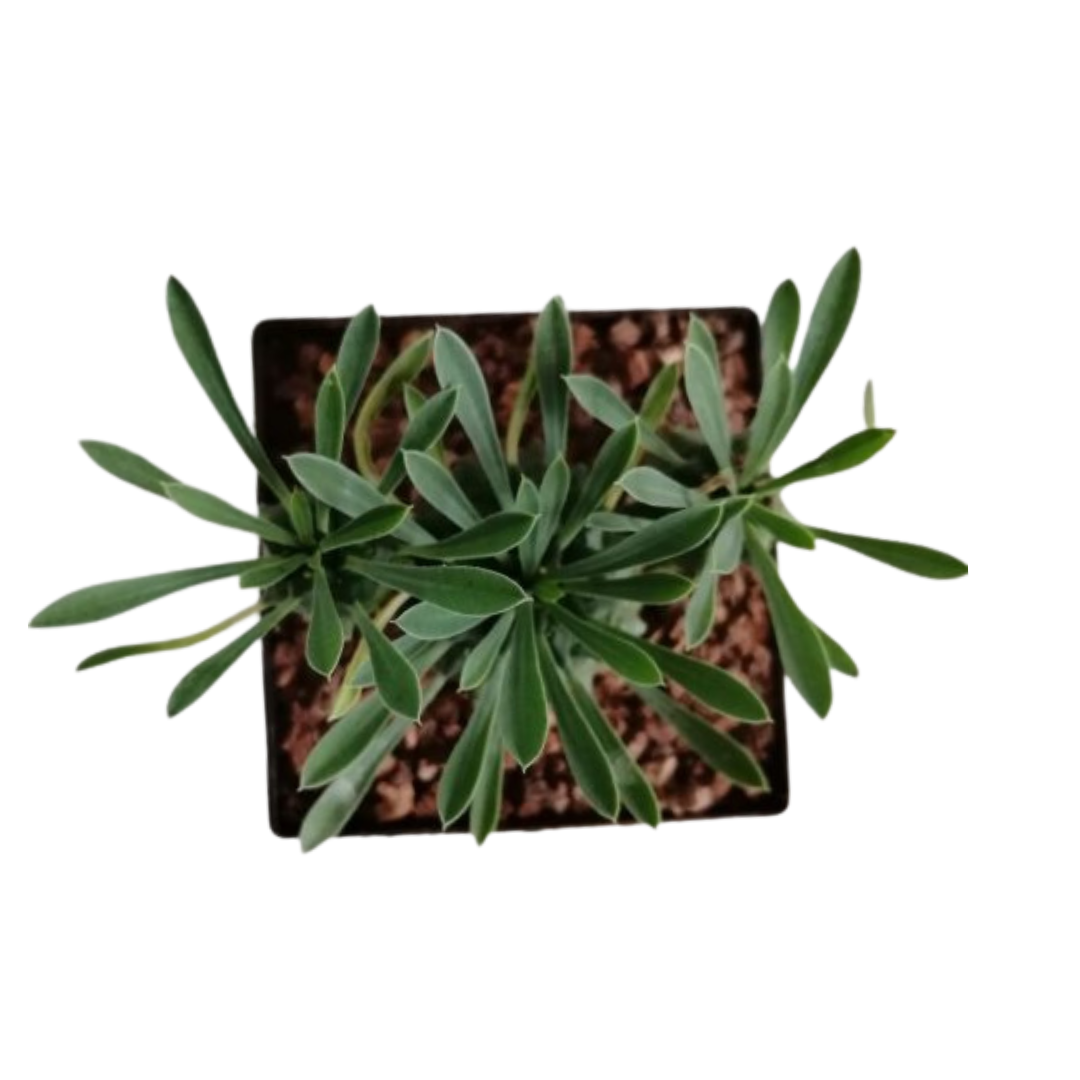 Euphorbia x japonica