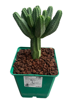 Euphorbia tubiglans