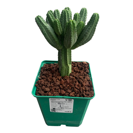 Euphorbia tubiglans